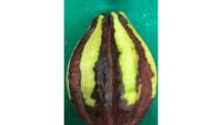 Cocoa Pod