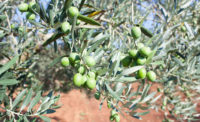 olives growing in a bush