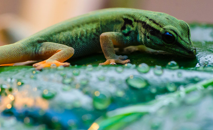 close up of green colored lizzard on a leaf