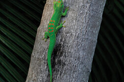 Reusable and Renewable Adhesive Mimics Geckos