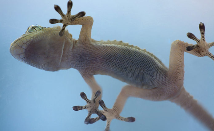 Ford researchers study the gecko's sticky pads to improve adhesives